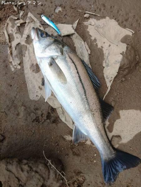 �����Х�