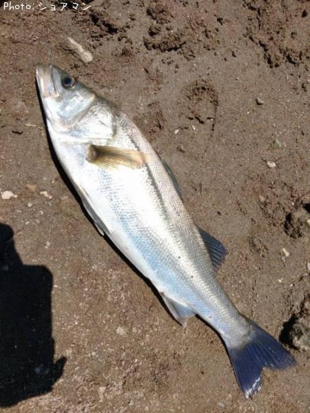 �����Х�