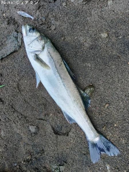 �����Х�