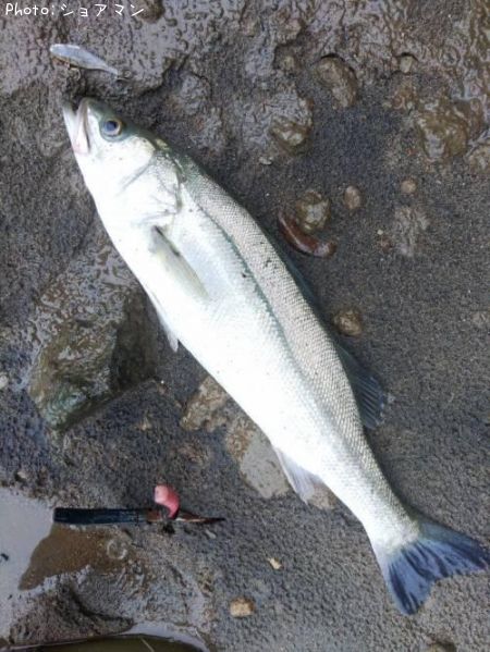 �����Х�