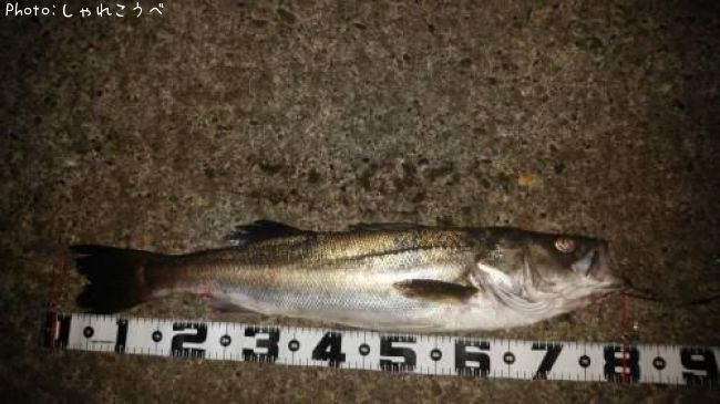 �����Х�