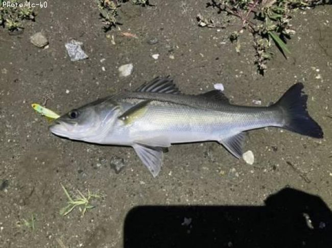 �����Х�