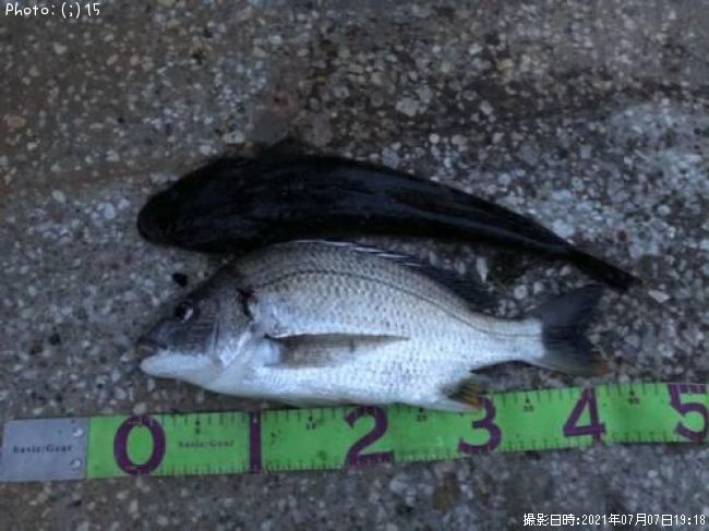 �ޥ��������ӥ�