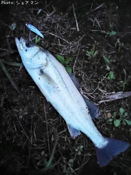 �����Х�