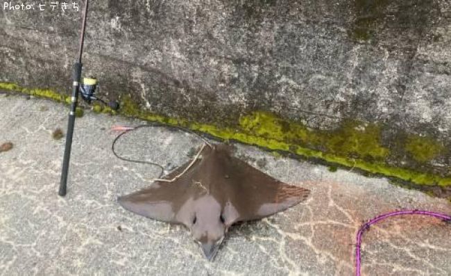 �ʥ�ȥӥ���