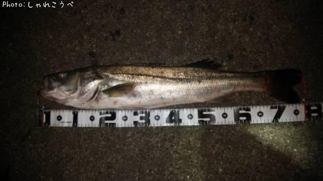 �����Х�