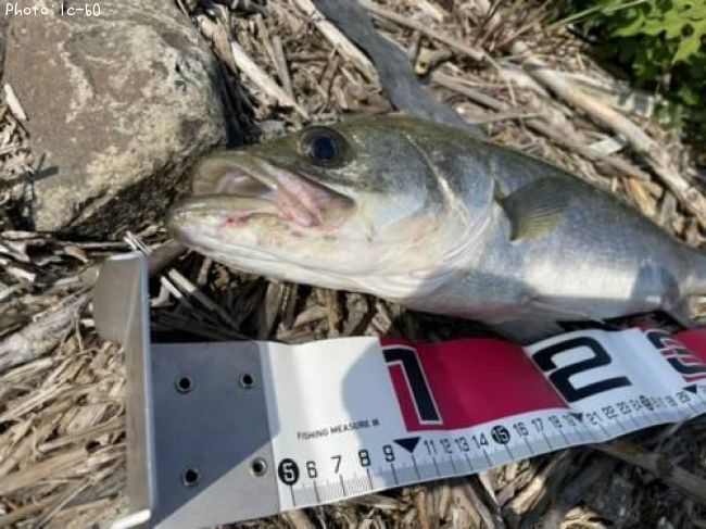 �����Х�