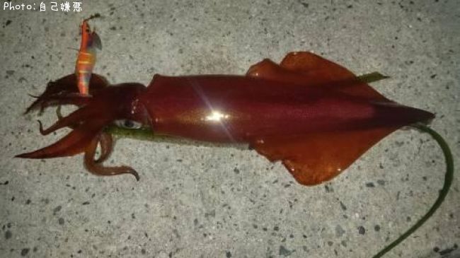 ���󥵥�����