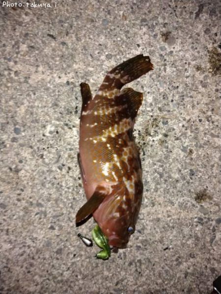 �����ϥ�