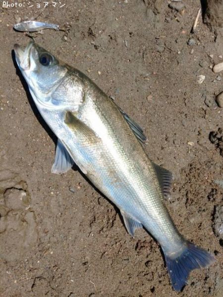 �����Х�