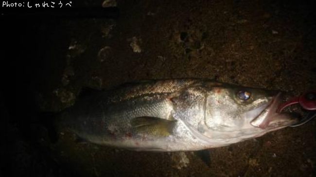 �����Х�