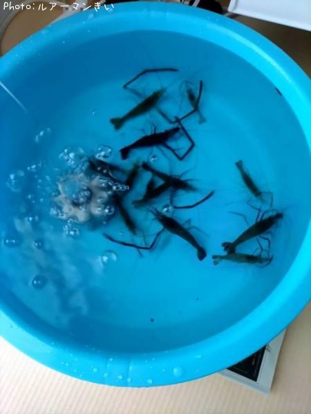 �ƥʥ�����