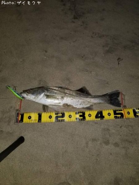 �����Х�