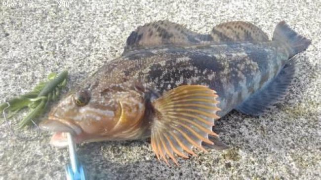 �����ʥ�