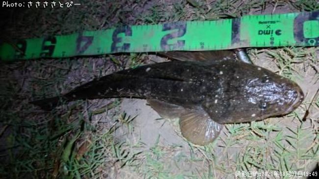 �ޥ������勵�ꥬ��