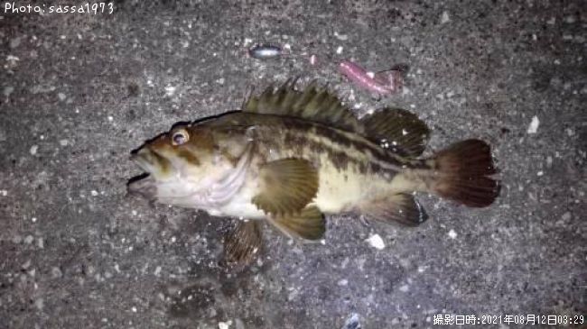 ���ޥ���