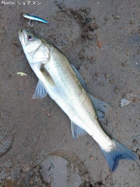 �����Х�