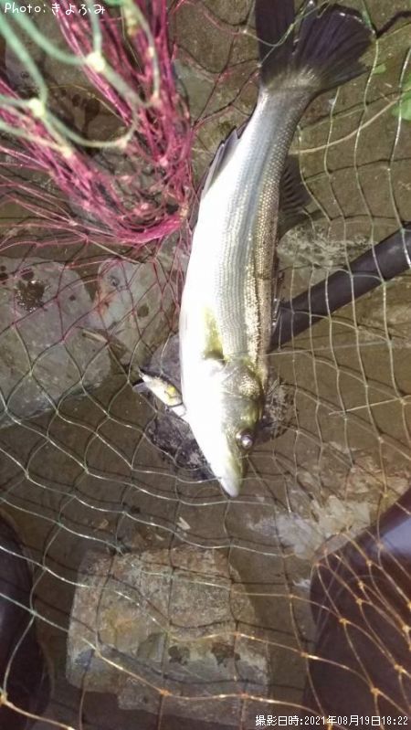 �����Х�