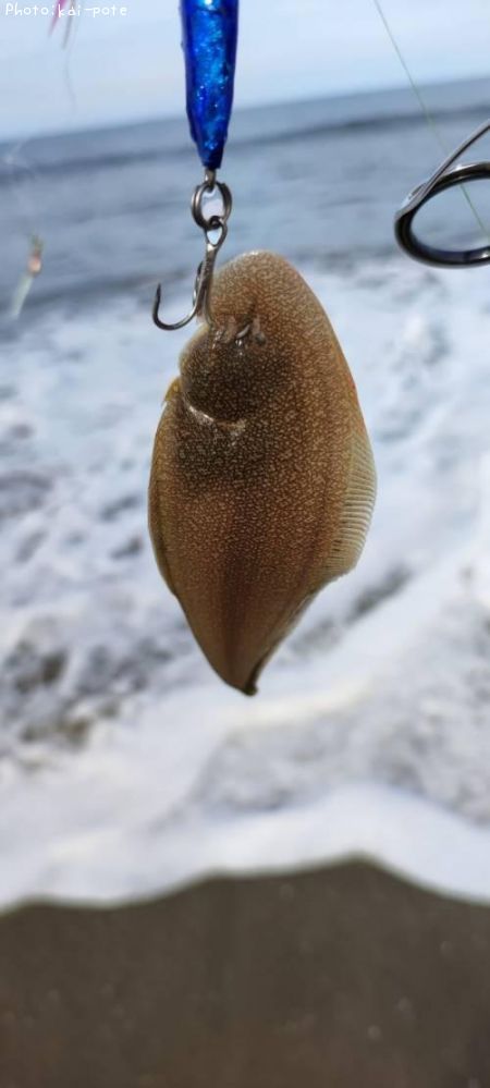 �����ӥ��