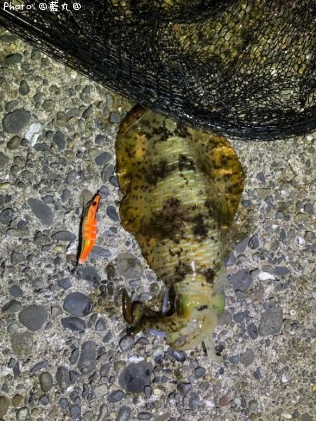 �����ꥤ��