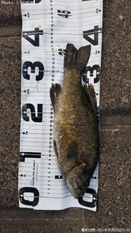 ���⡼��ޥ���