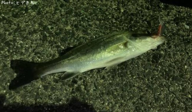 �����Х�