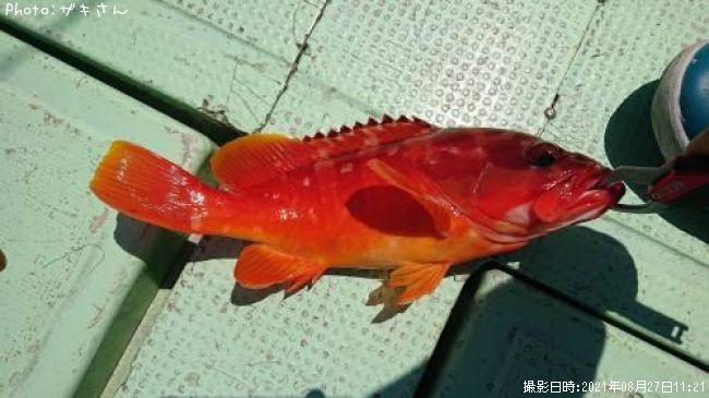 �����ϥ�