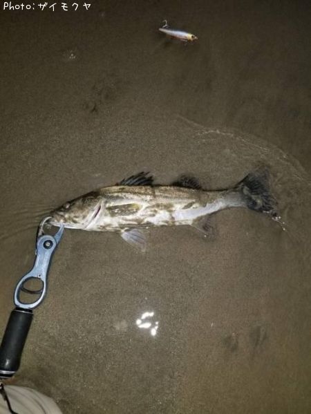 �����Х�