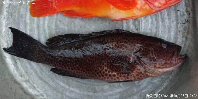 �������ϥ�