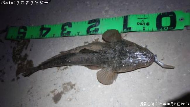 �ޥ��������ӥ�