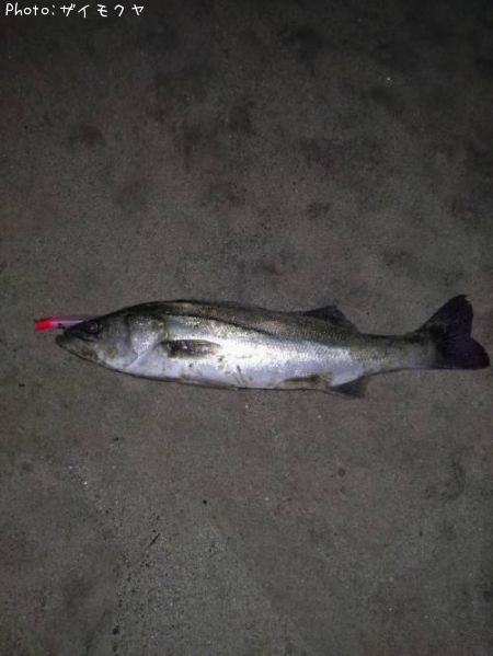 �����Х�