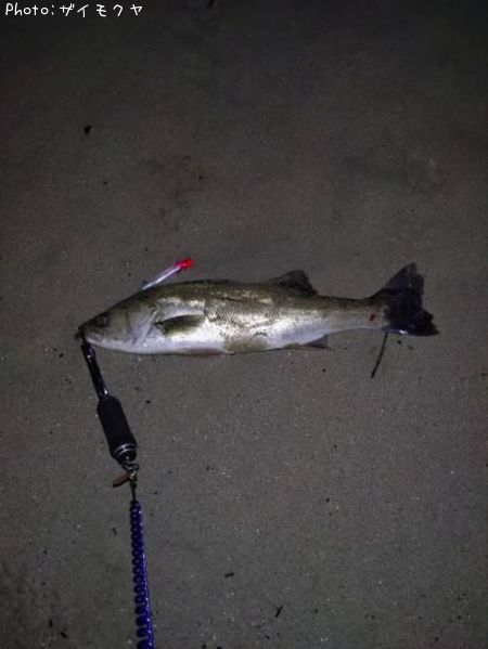 �����Х�