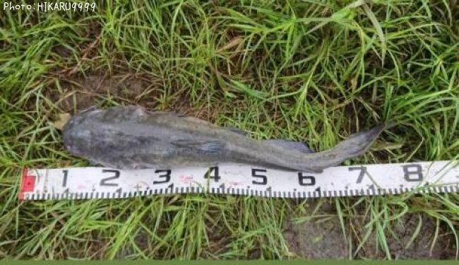 ����ꥫ�ʥޥ�