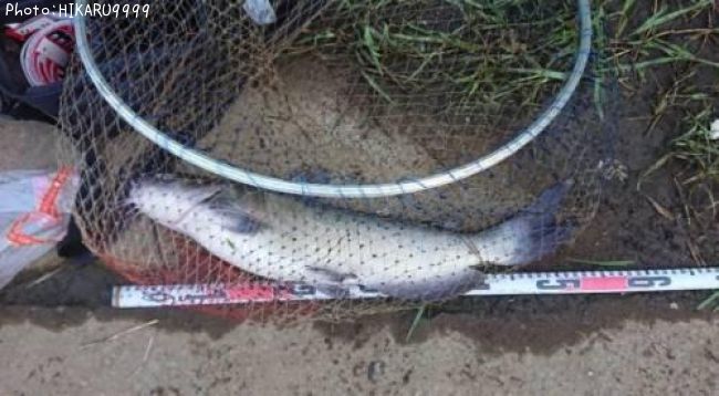 ����ꥫ�ʥޥ�