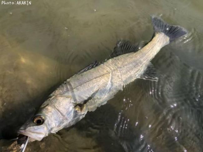 �����Х�