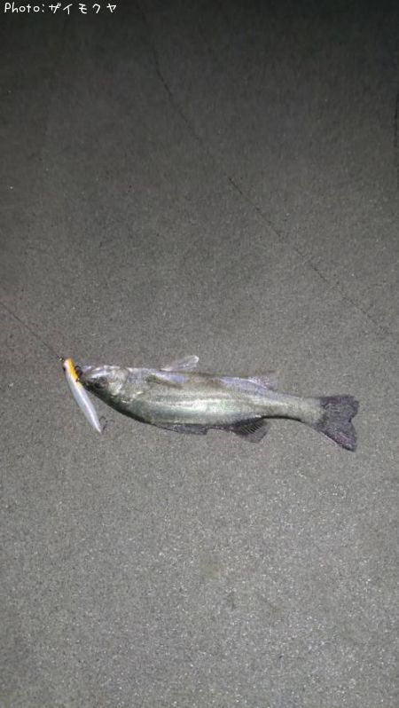 �����Х�