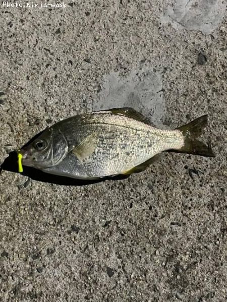 ���ߥ��ʥ�