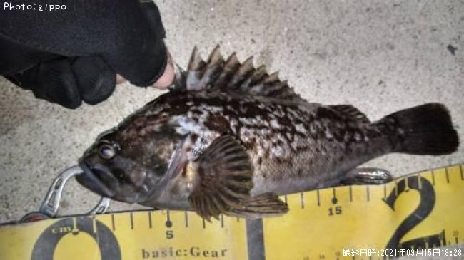 ��������