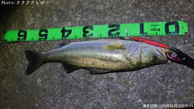 �����Х�