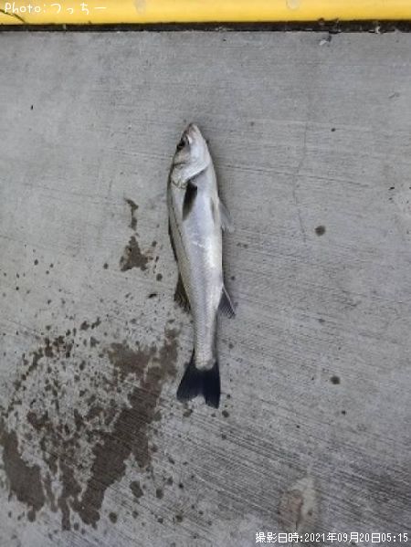 �����Х�