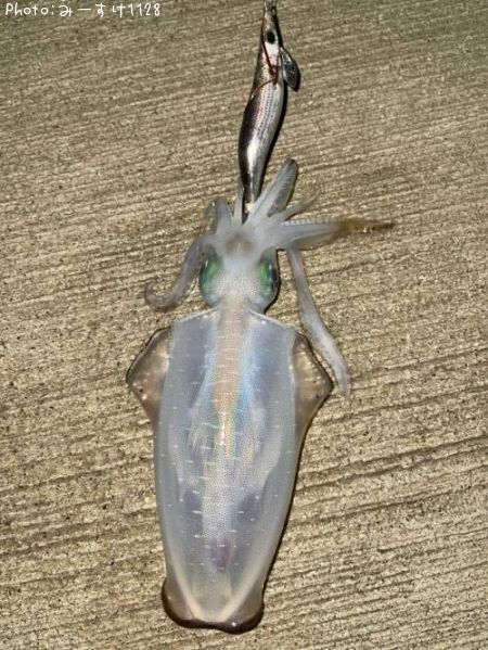 �����ꥤ��