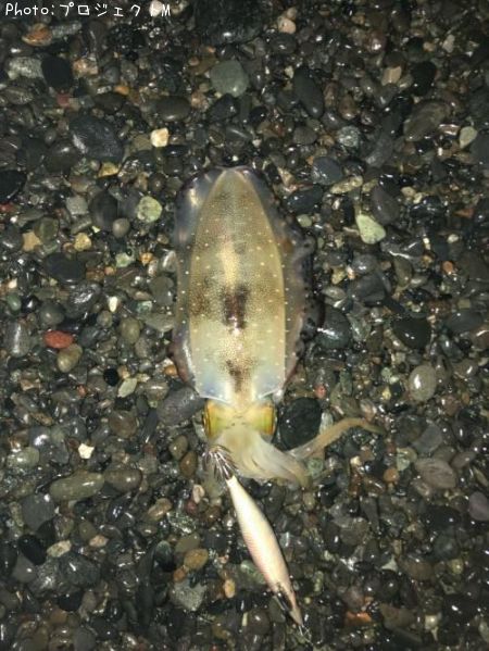 �����ꥤ��