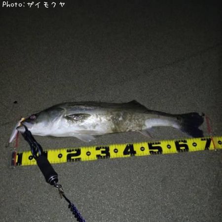 �����Х�