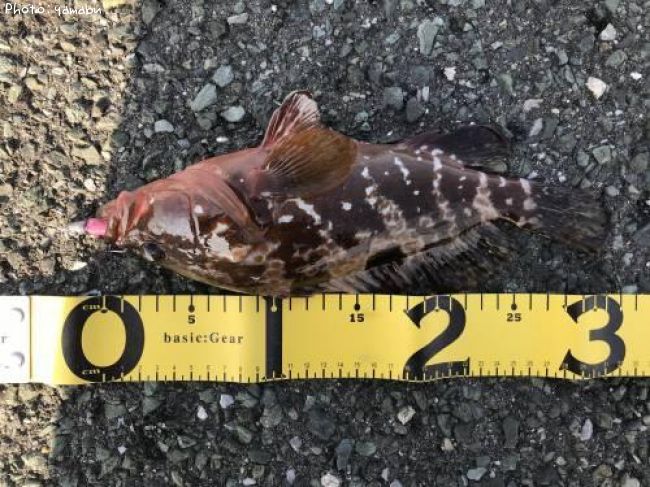 �����ϥ�