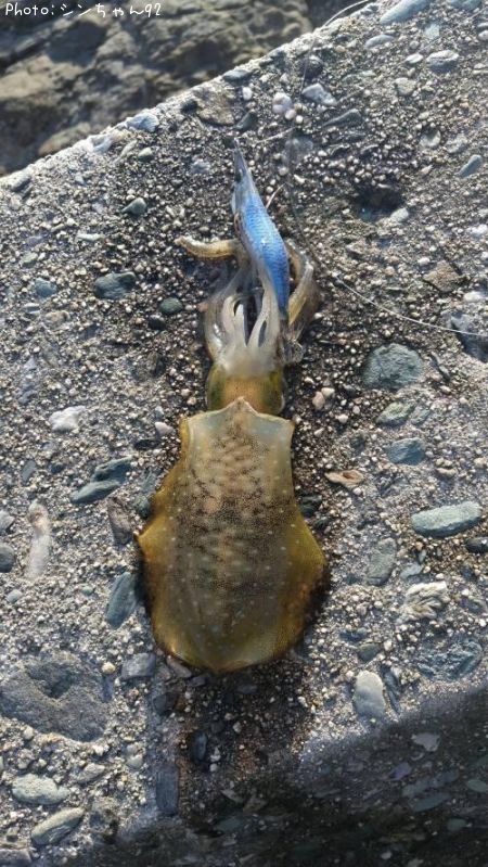 �����ꥤ��