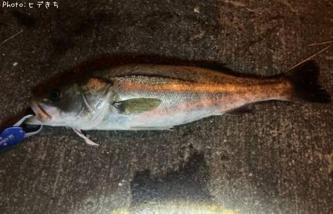 �����Х�