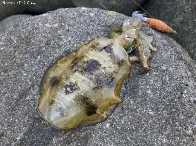 �����ꥤ��