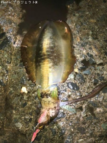 �����ꥤ��