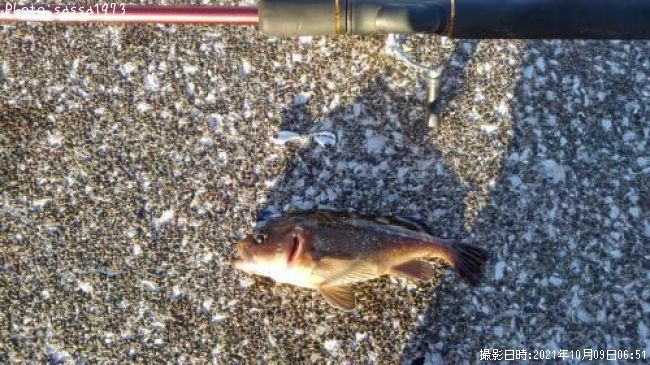 ������Х�