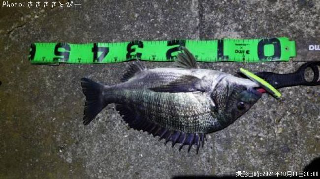 ���������������Х�